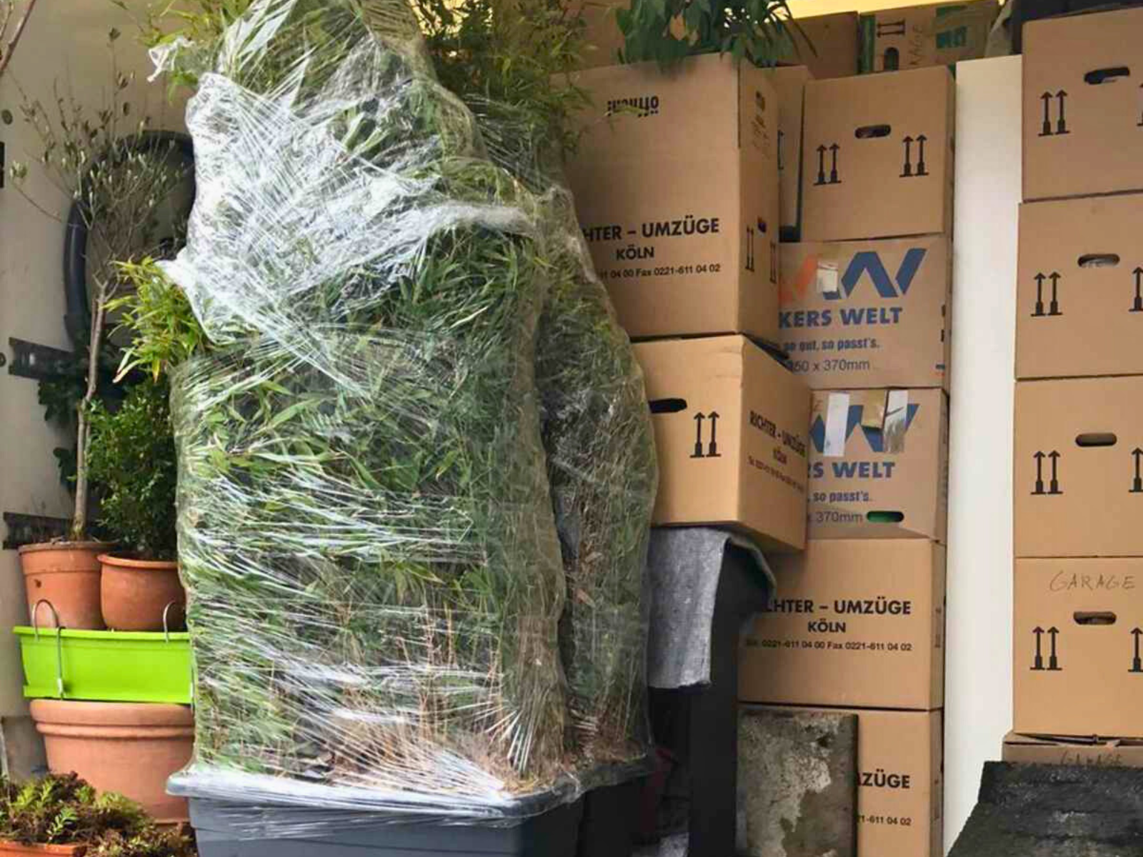 Sicher verpackte Pflanzen und Umzugskartons von Reuter Umzüge – Ihr sorgfältiges Umzugsunternehmen Köln.